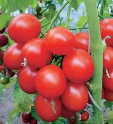 Рассада помидоров. Когда пора высаживать и как правильно вырастить. Общие  советы по выращиванию томатов