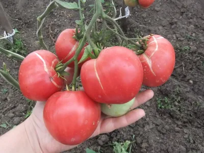 Настоящий Бельмонте из Калабрии (Belmonte vero Calabro) США — Семена редких  сортов томатов