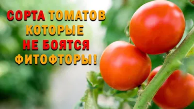 Самые устойчивые к фитофторе сорта томатов. Кто их выращивает, тот о  фитофторе и не вспоминает. - YouTube