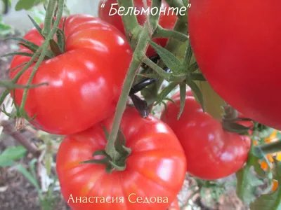 Томат Бельмонте: ОТЗЫВЫ (7), фото, урожайность | tomatland.ru