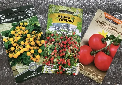 ТМ \"Семена Украины\" Чудо Огород - Томат низкорослый Смородина красная -  «Самый вкусный и самый неудавшийся из 3-х сортов помидоров, которые я  выращивала на балконе» | отзывы