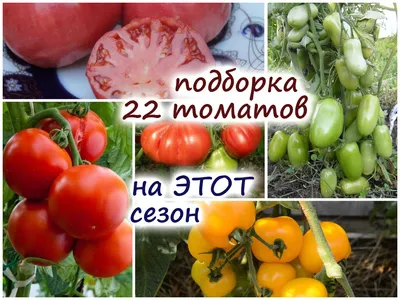 Обзор 22 сортов томатов – отличная подборка для выращивания в теплице!