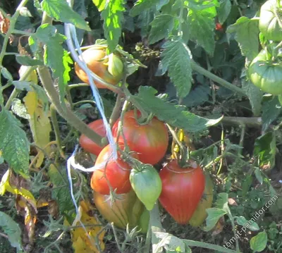 Катины томаты 2013 - tomat-pomidor.com