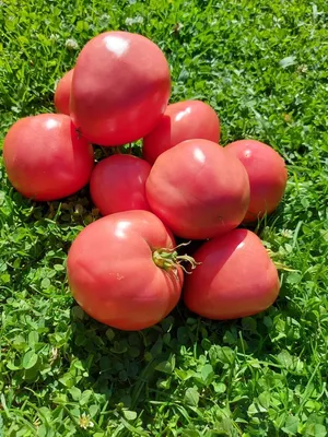Эталон розовых томатов - томат «Розовые вершины»