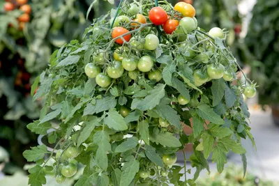 Ампельные томаты — правда или ложь? Описание сортов. Личный опыт. Фото —  Ботаничка