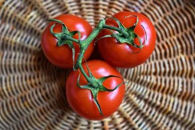 Агроном назвал сорт томата, который практически не требует ухода