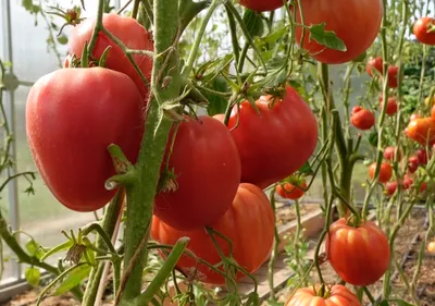 Это один из самых знаменитых ИТАЛЬЯНСКИХ помидоров! | Зеленый Огород | Дзен