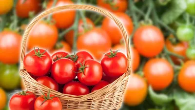 https://vkusno.plus/pomidory