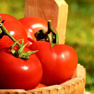 Чем опасны помидоры - это нужно знать