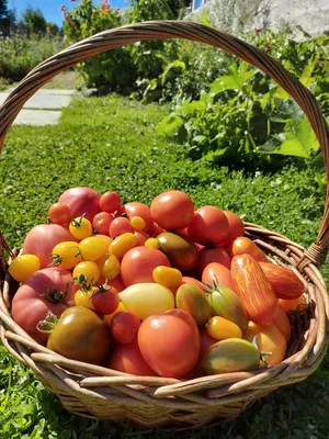 Красные, жёлтые, зелёные, коричневые и белые – разноцветным томатам быть!