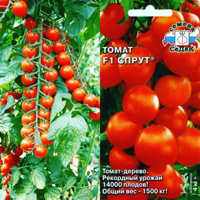 Томат Спрут F1 (Томатное или Помидорное дерево) - фото урожая, цены, отзывы  и особенности выращивания