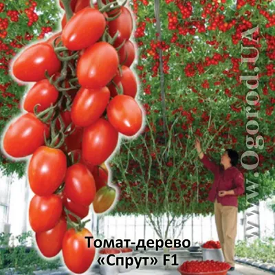 Семена томат-дерева «Спрут» F1, ТМ «СеДеК» - 0,1 грамм купить недорого в  интернет-магазине семян OGOROD.ua