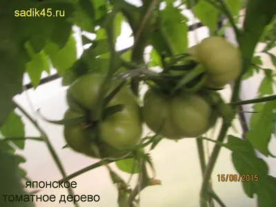 Японское томатное дерево (Japan Tomato Tree) | Семена редких сортов томатов