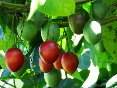 Leninogorsk.de | ZIFOMANDRA Tomatensamen 20 Samen | Купить в Германии