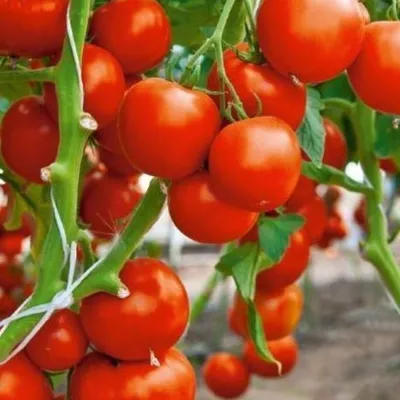 Купить Томат Цифомандра (томатное дерево) 3 г, семена Яскрава в Хмельницком  от компании \"Садовый центр ЭДИС\" - 454558657
