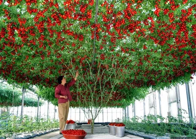 Существуют ли помидорные деревья