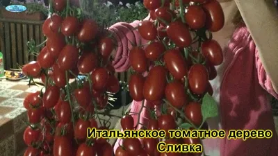 Цифомандра — выращиваем томатное дерево в комнате. Уход в домашних  условиях. Фото — Ботаничка