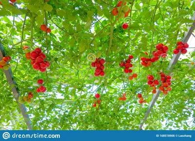 Тамарилло (Cyphomandra betacea) – Комнатные растения Буква «Т» - цветочный  портал Ваш Сад!