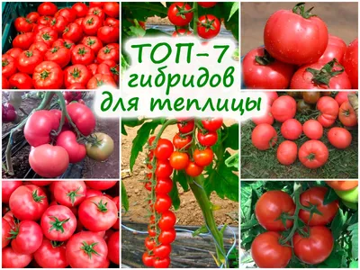 Выращивание томатного дерева Спрут от семечка до урожая | Сибирский сад |  Пульс Mail.ru