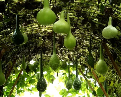 Лагенария, или Горлянка — овощ на все руки. Калабас. Уход, выращивание,  размножение. Фото — Ботаничка