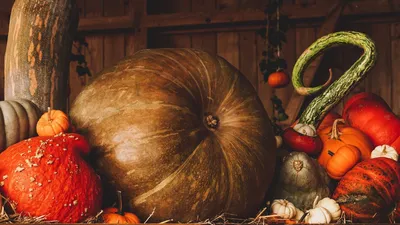 Тыква большая на хэллоуин купить в Санкт-Петербурге | Товары для дома и  дачи | Авито
