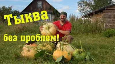 картинки : фрукты, Пища, уборка урожая, производить, Овощной, Тыква, овощи,  цуккини, дыня, Огурец, Огурцы, цветущее растение, Einleggurken, Желтые  кабачки, Наземный завод, Огуречная тыква и семья дыни, летний сквош  3543x2362 - - 572919 - красивые ...