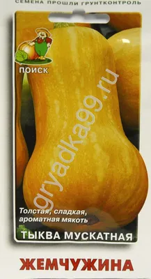 Семена Тыква Мускатная Жемчужина - купить недорого с доставкой в Москве |  Урожайная грядка 99