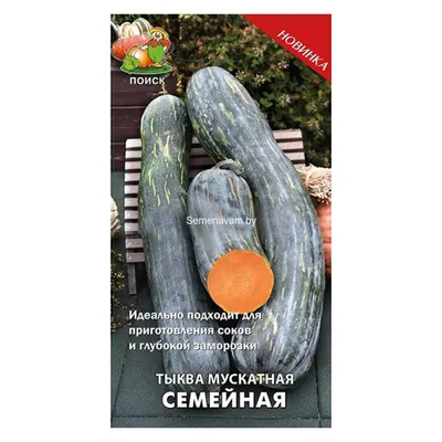 Тыква обыкновенный Дачная (dachnaya) 🌿 тыква Дачная обзор: как сажать  семена тыквы Дачная - YouTube