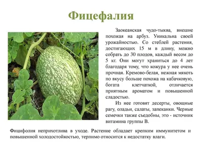 Публичная лекция «Эксперименты в огороде: чудо-овощи» | Новости Улан-Удэ -  БезФормата