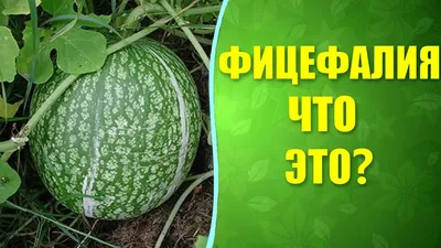 🌱 Фицефалия - фиголистная тыква. Что за плод фицефалия (фицифолия)? -  YouTube