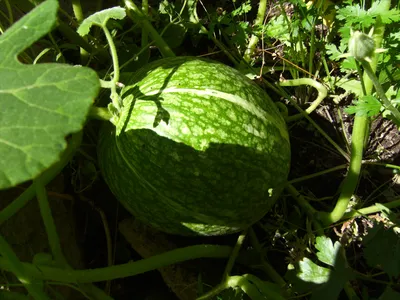 Файл:Cucurbita ficifolia Ficifolia verda77.jpg — Википедия