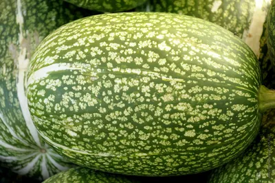 File:Cucurbitales - Cucurbita ficifolia 1 - 2011.09.02.jpg - Wikimedia  Commons