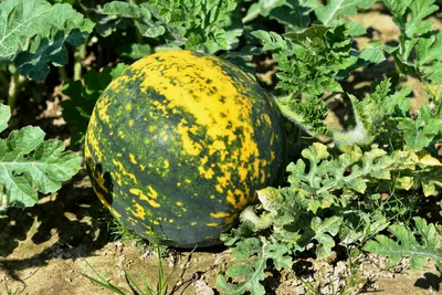 Cucurbita pepo - Изображение особи - Плантариум