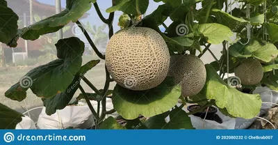 Три полезных ягоды, от которых можно быстро потолстеть 21 июня 2022 года |  Нижегородская правда