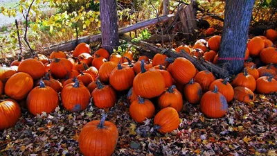 Набор для вышивания Mill Hill MH142025 Pumpkin Tree (Тыквенное дерево)  купить в интернет-магазине Бабушкино ремесло!