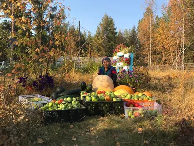 Шкатулка-Яблоко \"Охота\" дерево купить в Москве по цене 42 750 руб. –  интернет магазин present.ru