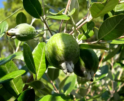 Фейхоа Селлова (Feijoa Sellowiana) — путеводитель по отдыху в Крыму