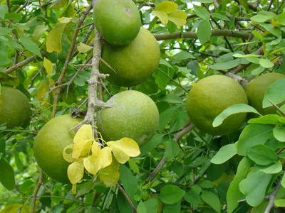 Ферония лимонная фото
