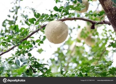 ⬇ Скачать картинки Деревянное яблоко, стоковые фото Деревянное яблоко в  хорошем качестве | Depositphotos