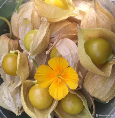 Семена физалис \"Золотая Россыпь\" Гавриш - «🍓Клубнично-ананасовый вкус 💚 Земляничный и овощной физалис - разница» | отзывы