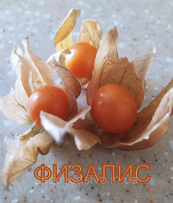 Купить семена физалиса Перуанский в Одесской области от компании \"СПД  Дубинчук\"