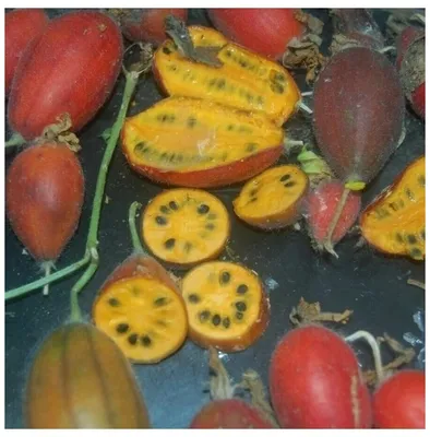 Семена Тладианта сомнительная 5шт, цена 460 руб. купить в Элисте