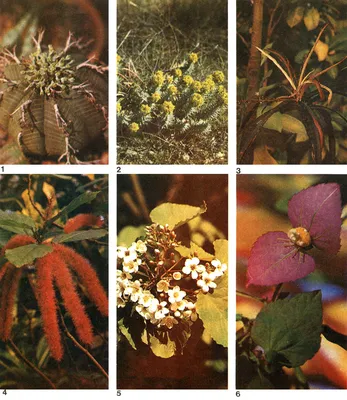 Порядок молочайные (Euphorbiales) (О. В. Черневп) [1981 - - Жизнь растений.  Том 5. Часть 2. Цветковые растения]