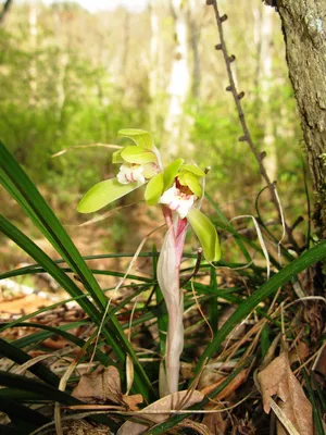 Благородная орхидея (Cymbidium goeringii) - PictureThis