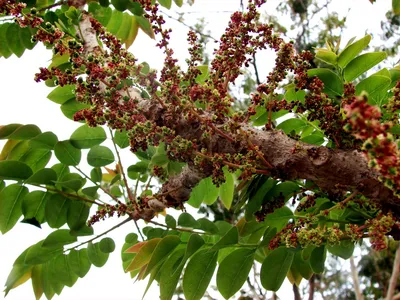 Файл:Gooseberry tree.jpg — Википедия