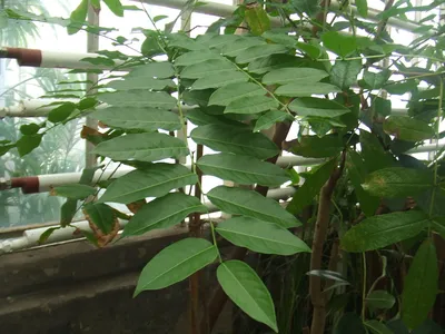 Phyllanthus acidus - Wikidata
