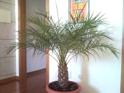 Комнатная финиковая пальма. Уход и выращивание. Фото — Ботаничка