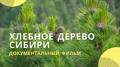 Хлебное дерево-это ? пж помогите - Школьные Знания.com