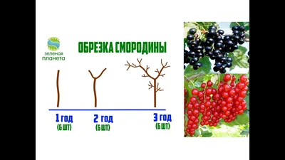 Чудо растения, которые где-то рядом с нами - Экстремально - 21 февраля -  43111256004 - Медиаплатформа МирТесен