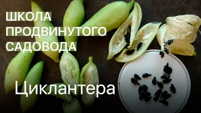 Циклантера, перечный огурец - «Можно есть сырой, тушить, солить.  Удивительная циклантера не только вкусная, но и полезная в качестве  лекарственного растения. Фото растения, блюд и видео.» | отзывы